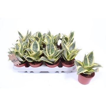 Sansevieria Trifasciata Golden Hahnii Sansevieria Trifasciata Sansevieria Trifasciata Sansevieria Foliage Plants All Products Vida Verde