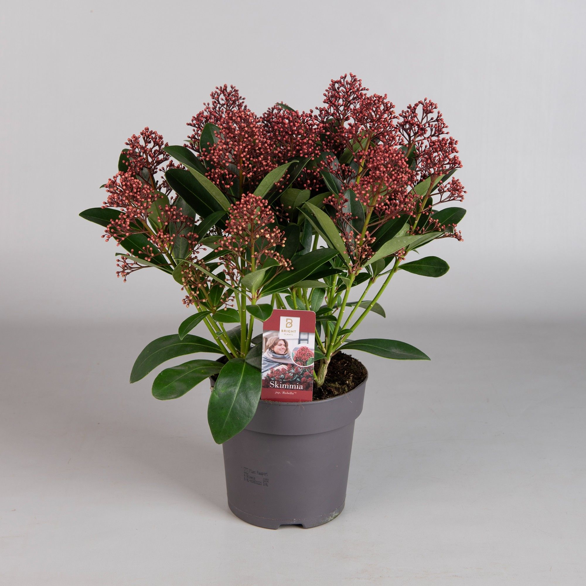 Skimmia jap. Rubella 10+ flowers