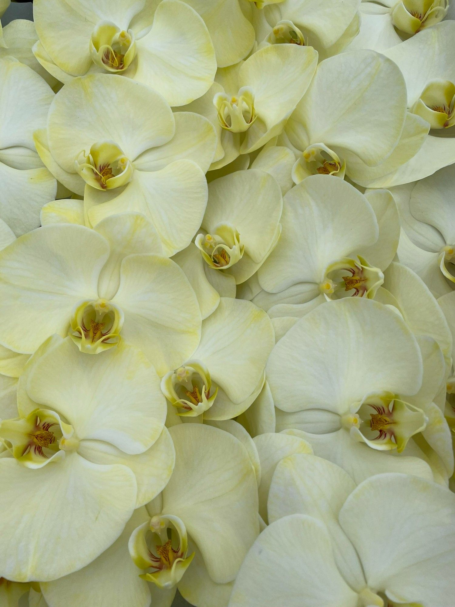 Phal Coloured Yellow