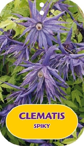 Clematis Spiky ('Zospi')