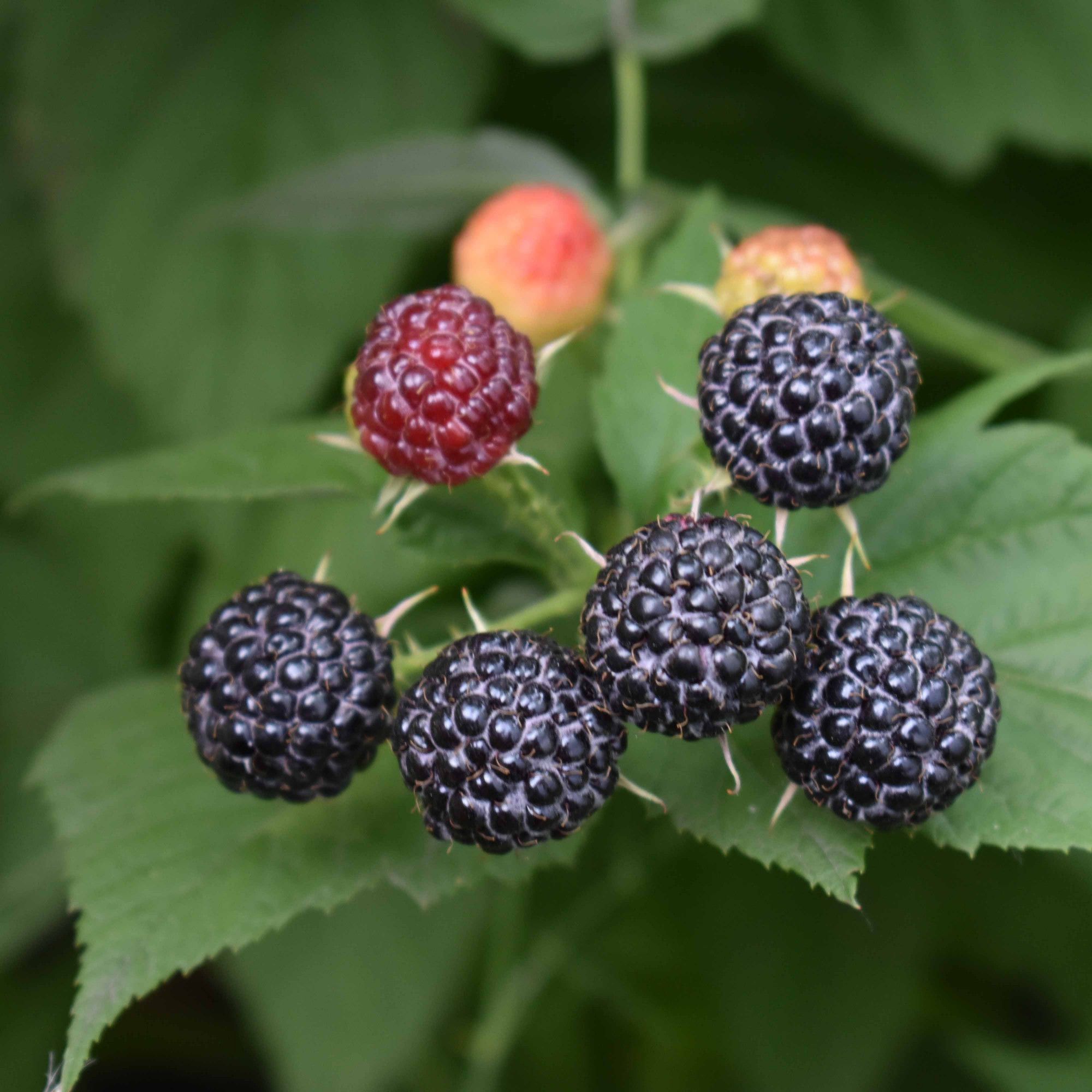 Rubus BIO Rubus idaeus 'Black Jewel' DE-ÖKO-006