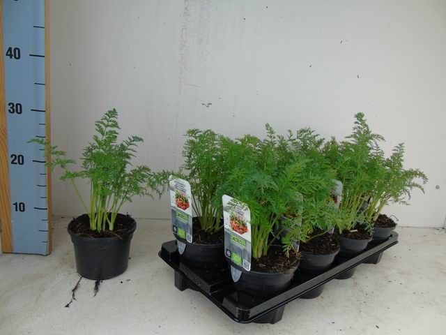 Daucus carota Morada bio kastanjewortel