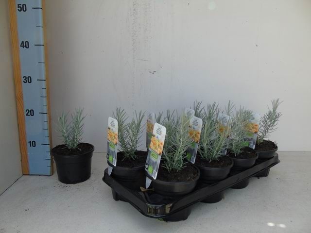 Helichrysum italicum bio kerrie