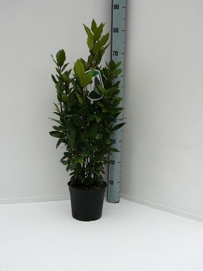 Laurus nobilis