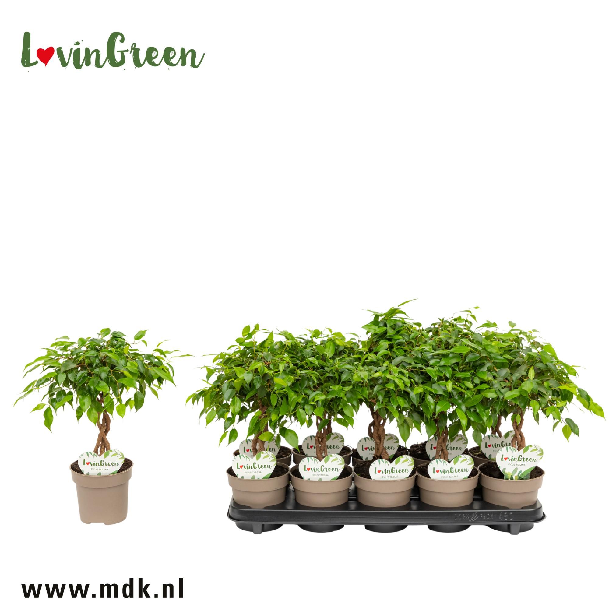 Ficus benj. Tarana Geflochtene Stamme | OZ Planten