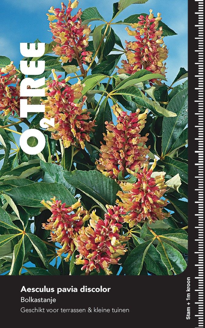 Aesculus pavia discolor halfstam