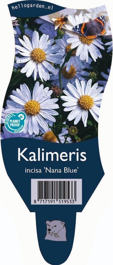 Kalimeris incisa 'Nana Blue'