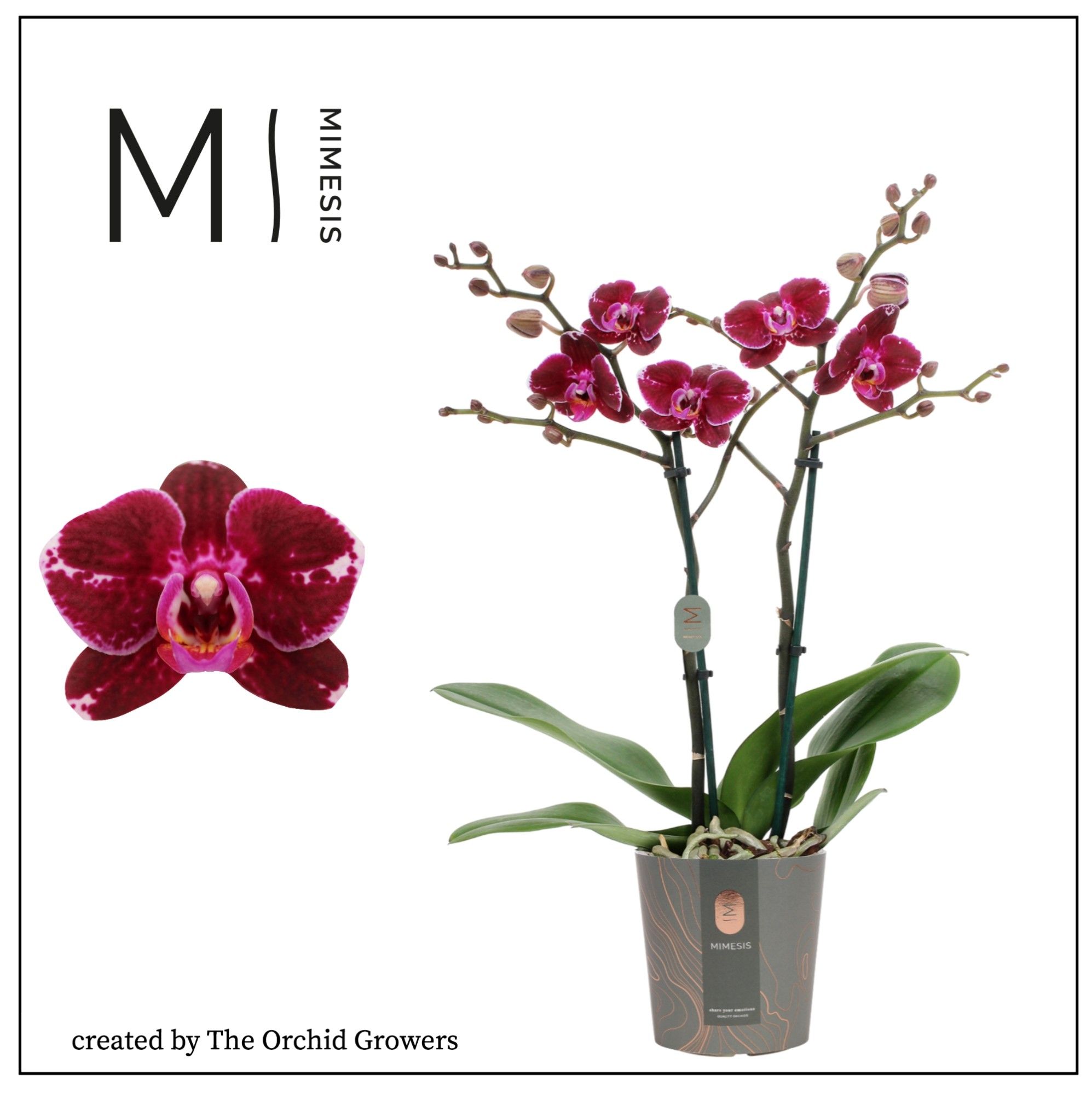 Orchid Flower Stem Broke Best Flower Site