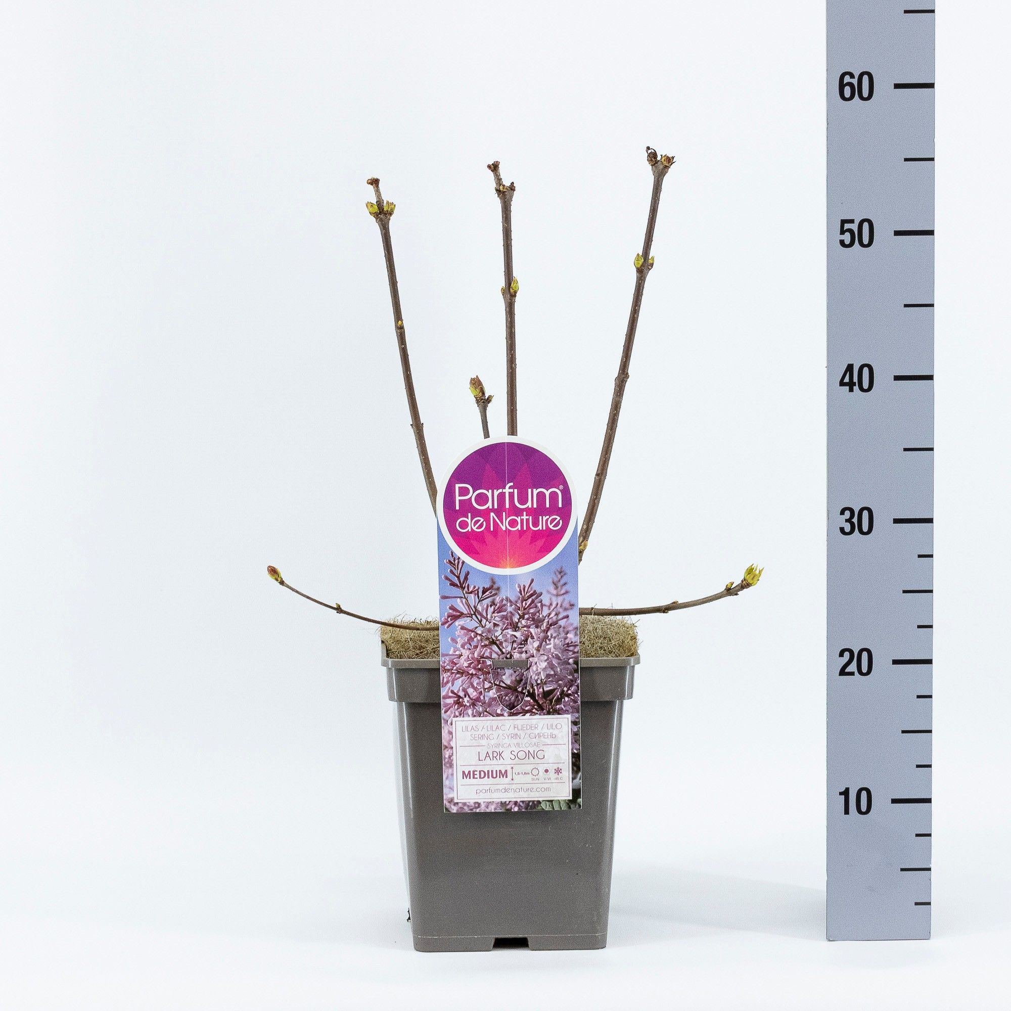 Syringa (V) 'Lark Song'