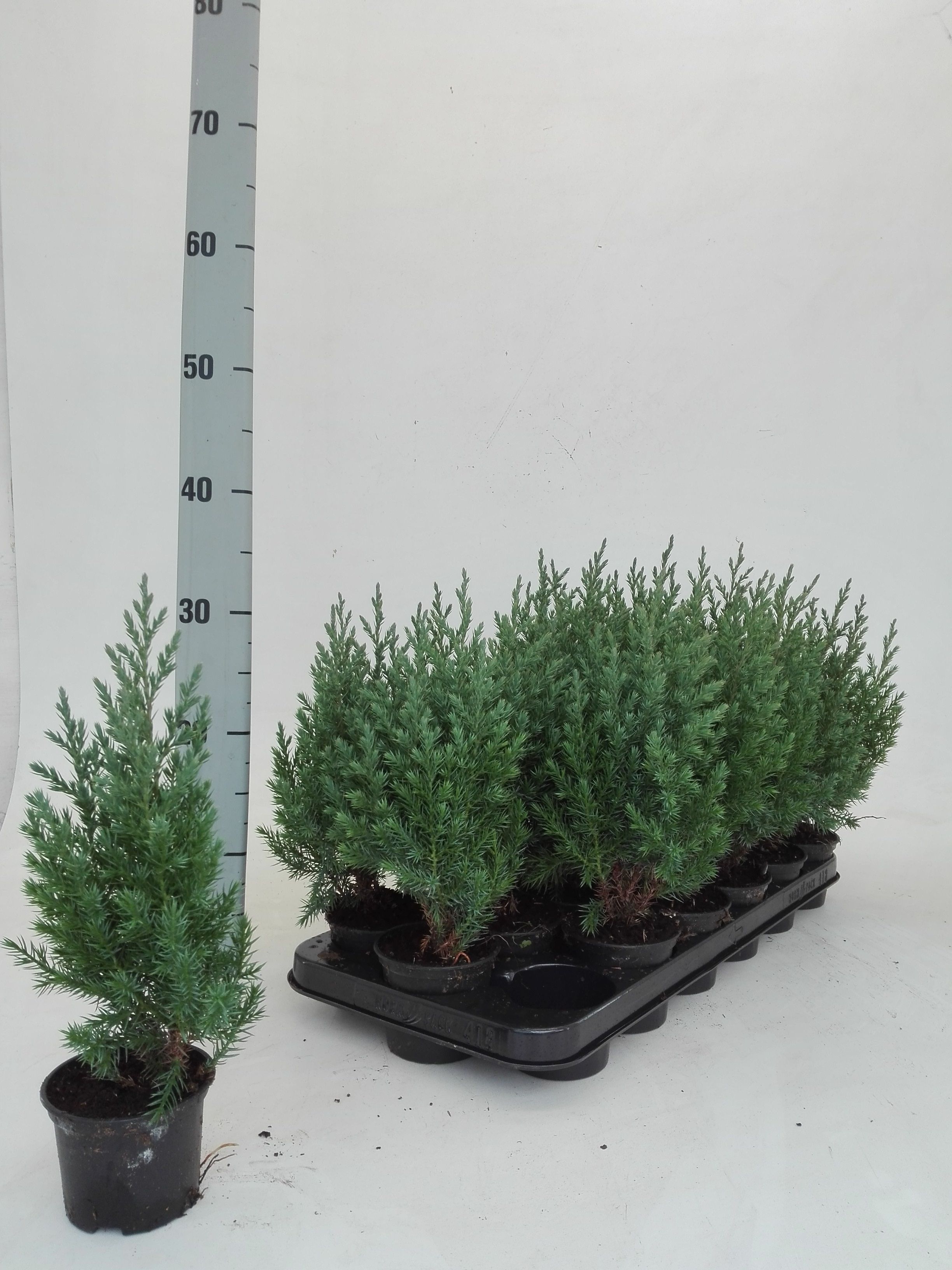 Juniperus Stricta