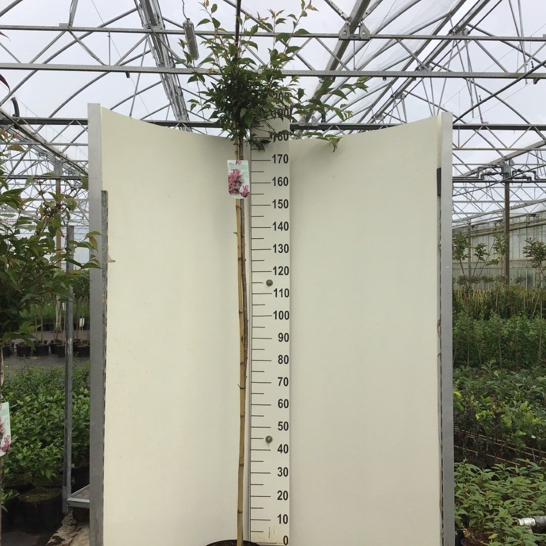Prunus 'Okame' stam