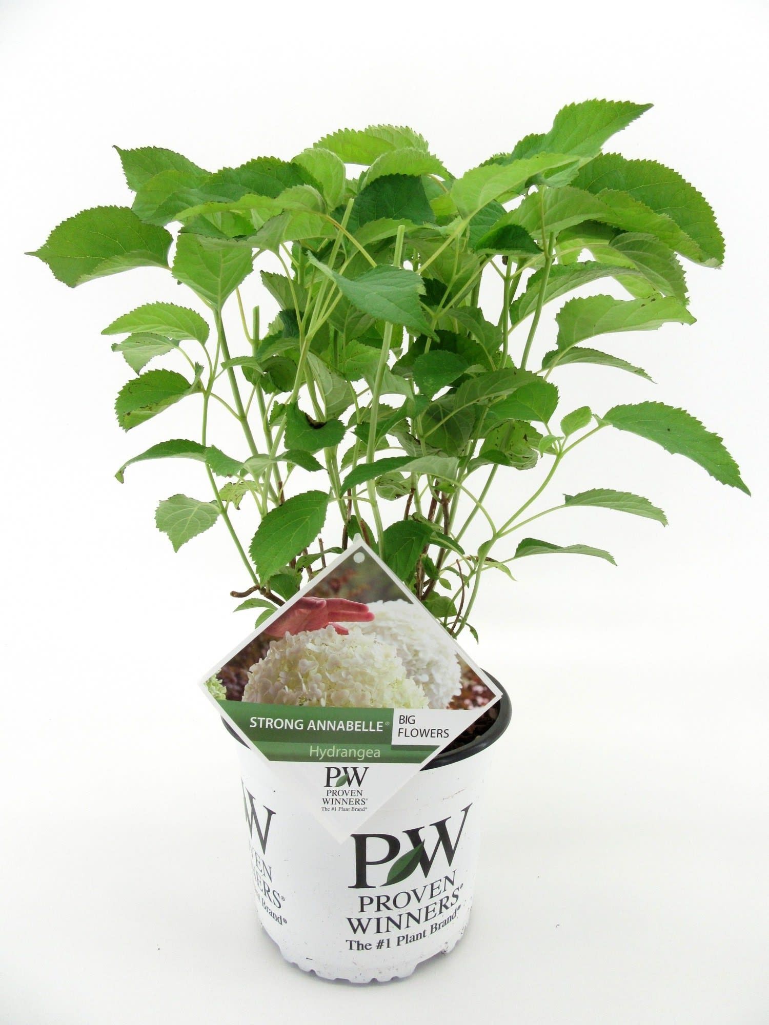Hydrangea arb. Strong Annabelle® ('Abetwo'*) PW