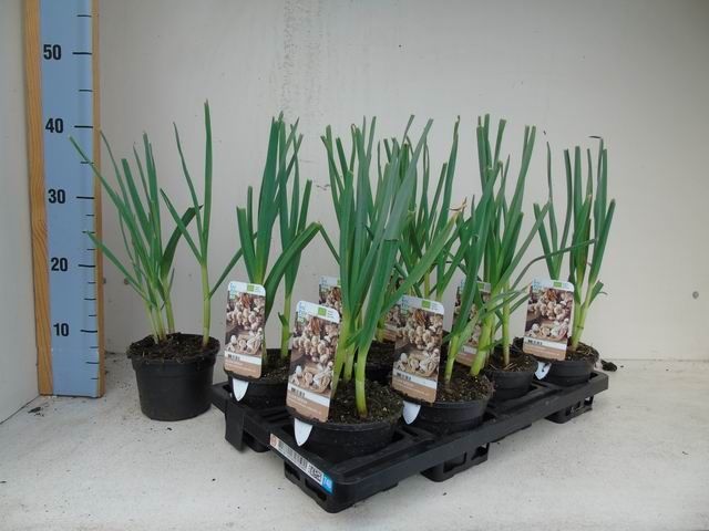 Allium sativum