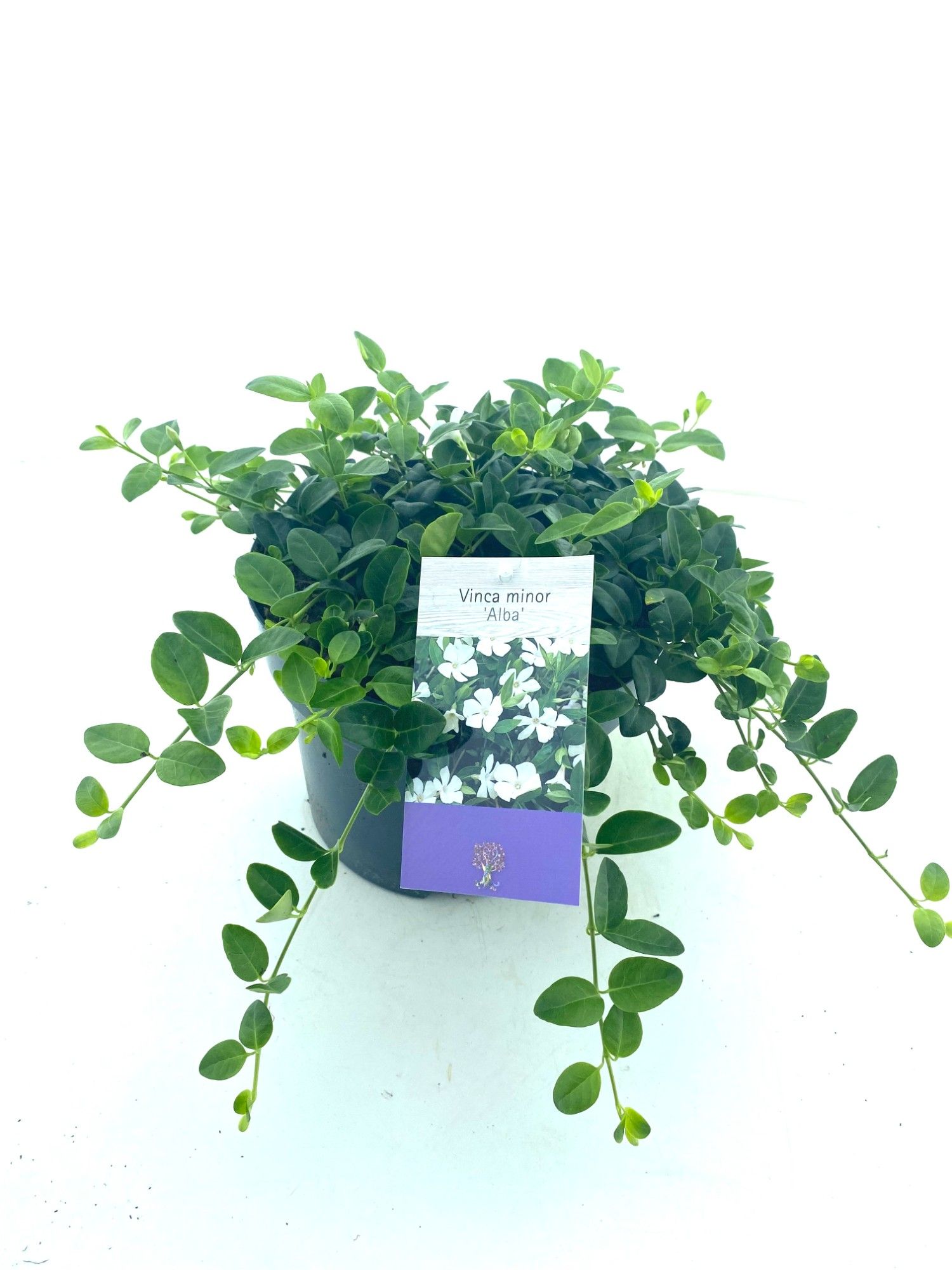 Vinca minor 'Alba'