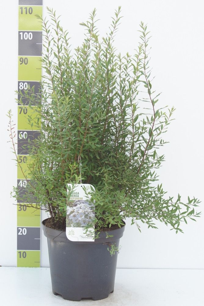 Spiraea cinerea 'Grefsheim'