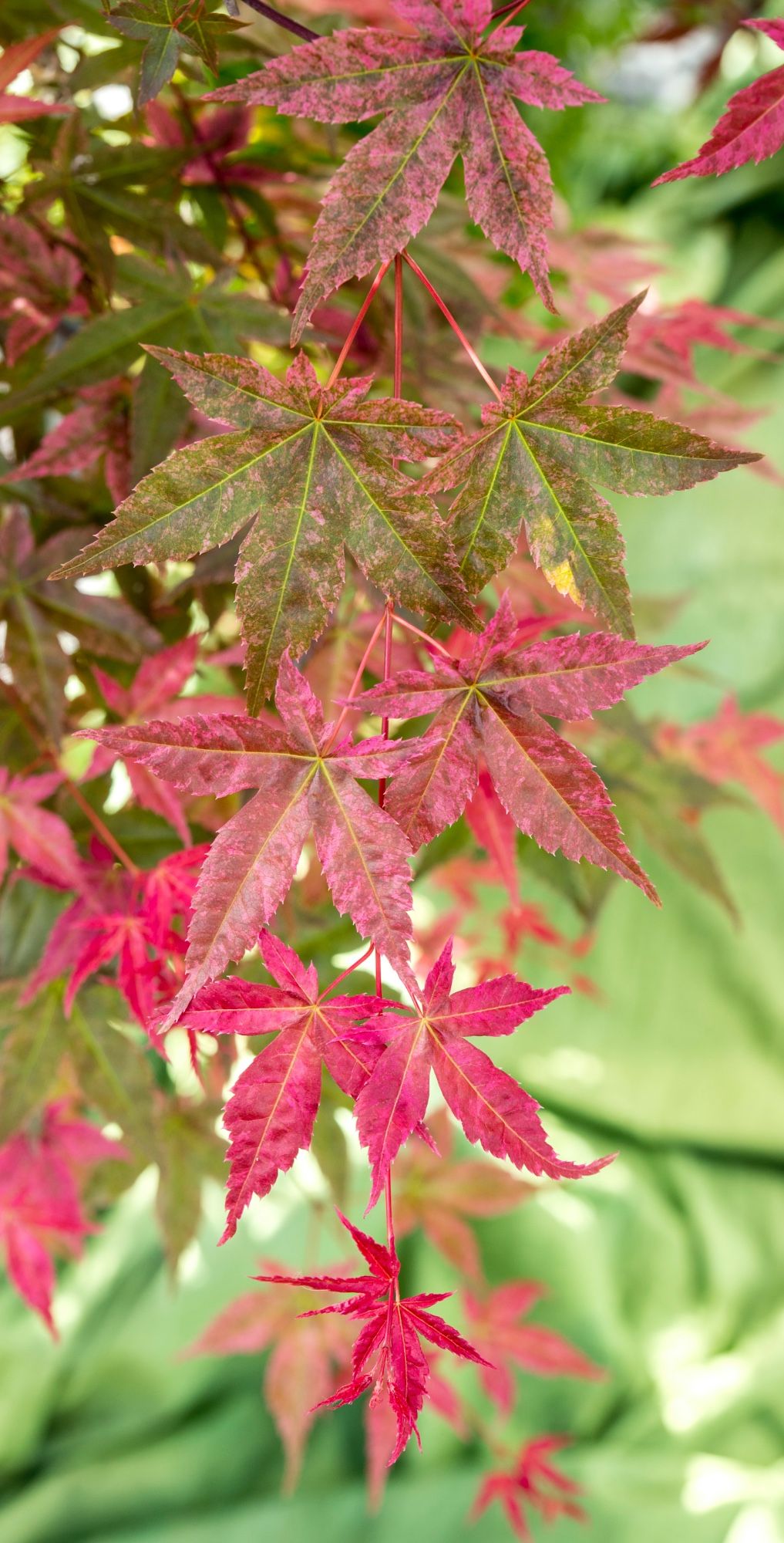 Beni Api Acer palm. 'Beni-maiko' | OZ Planten