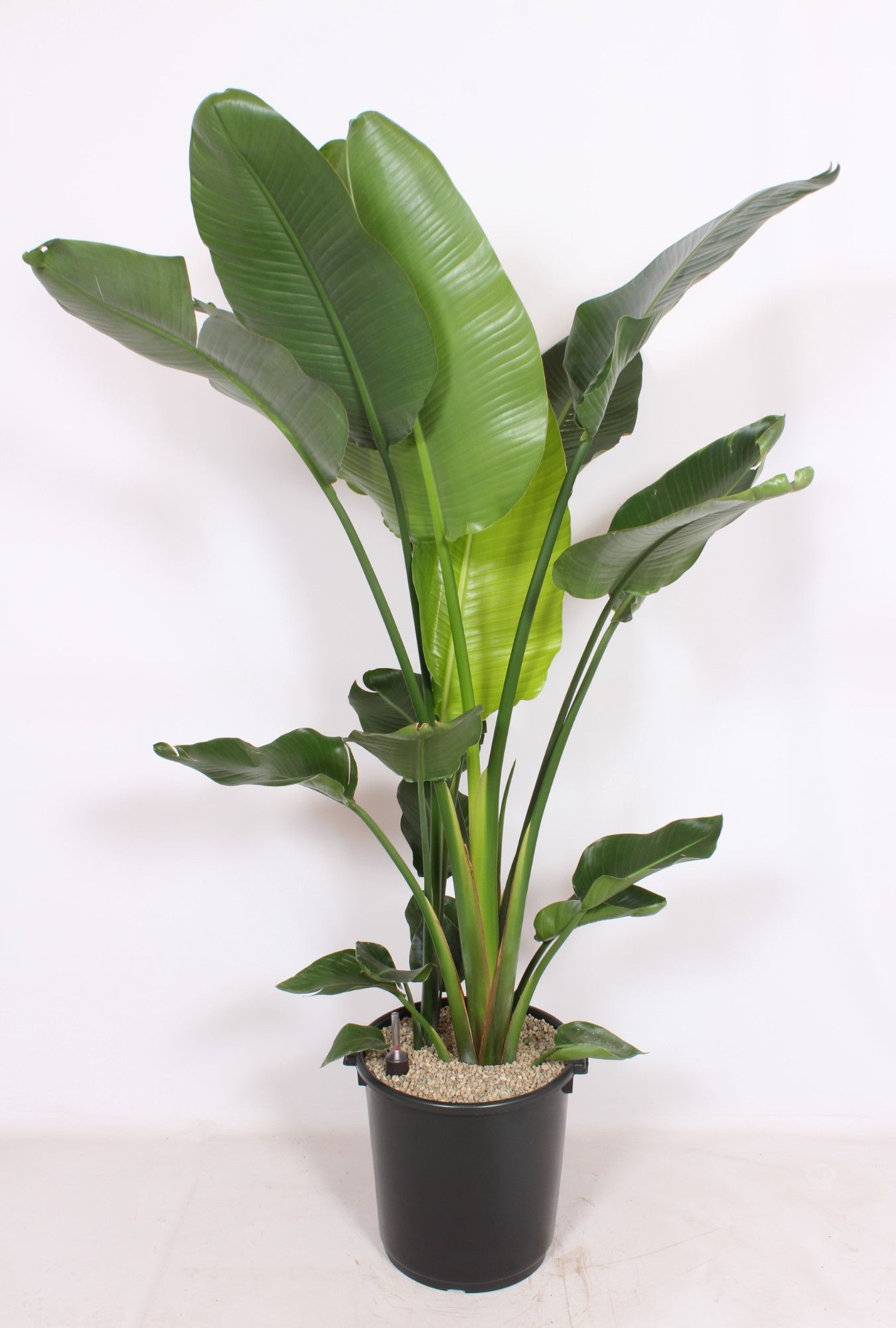 Strelitzia nicolai