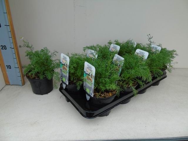 Matricaria chamomilla bio echte kamille