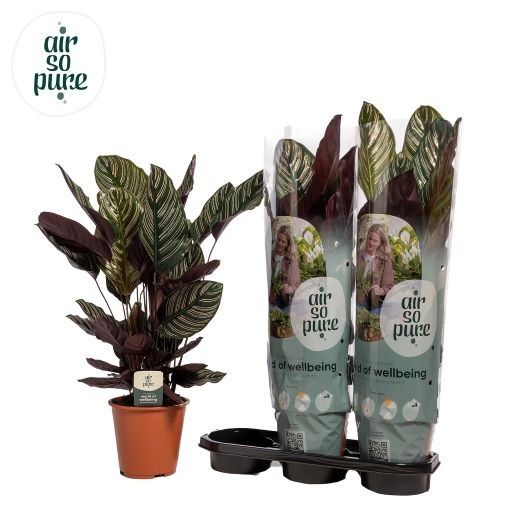 Calathea sanderiana Ornata Air so pure | Gardenline