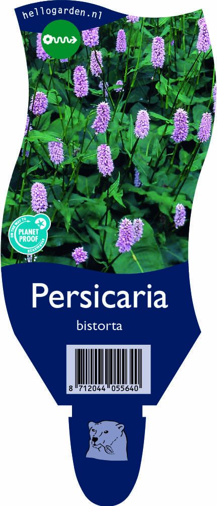 Persicaria bistorta