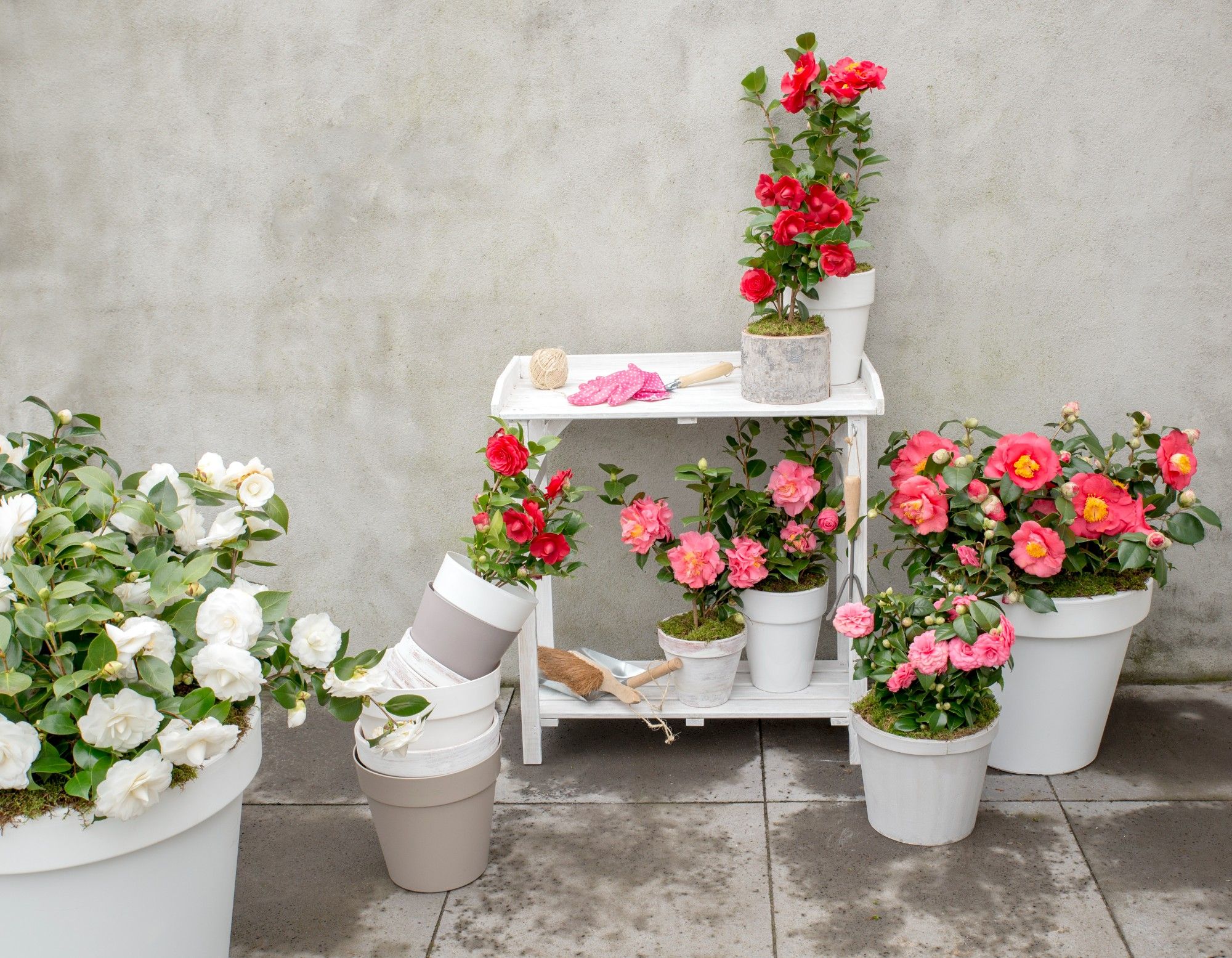 Camellia japonica 'Matterhorn' | Hamiplant