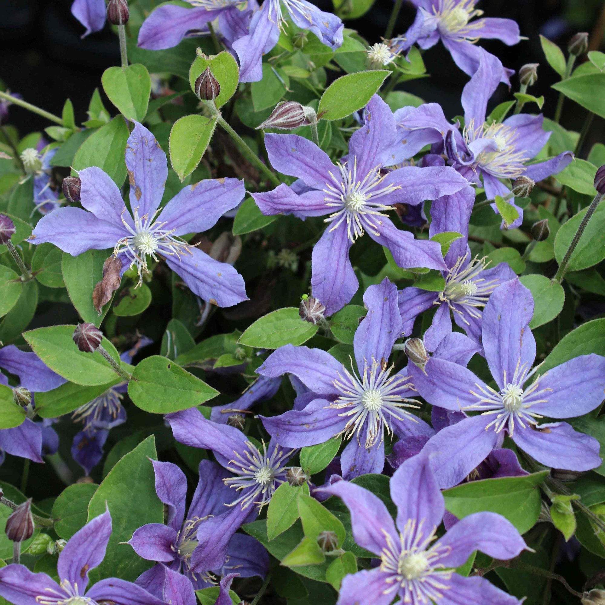 Clematis 'Arabella'