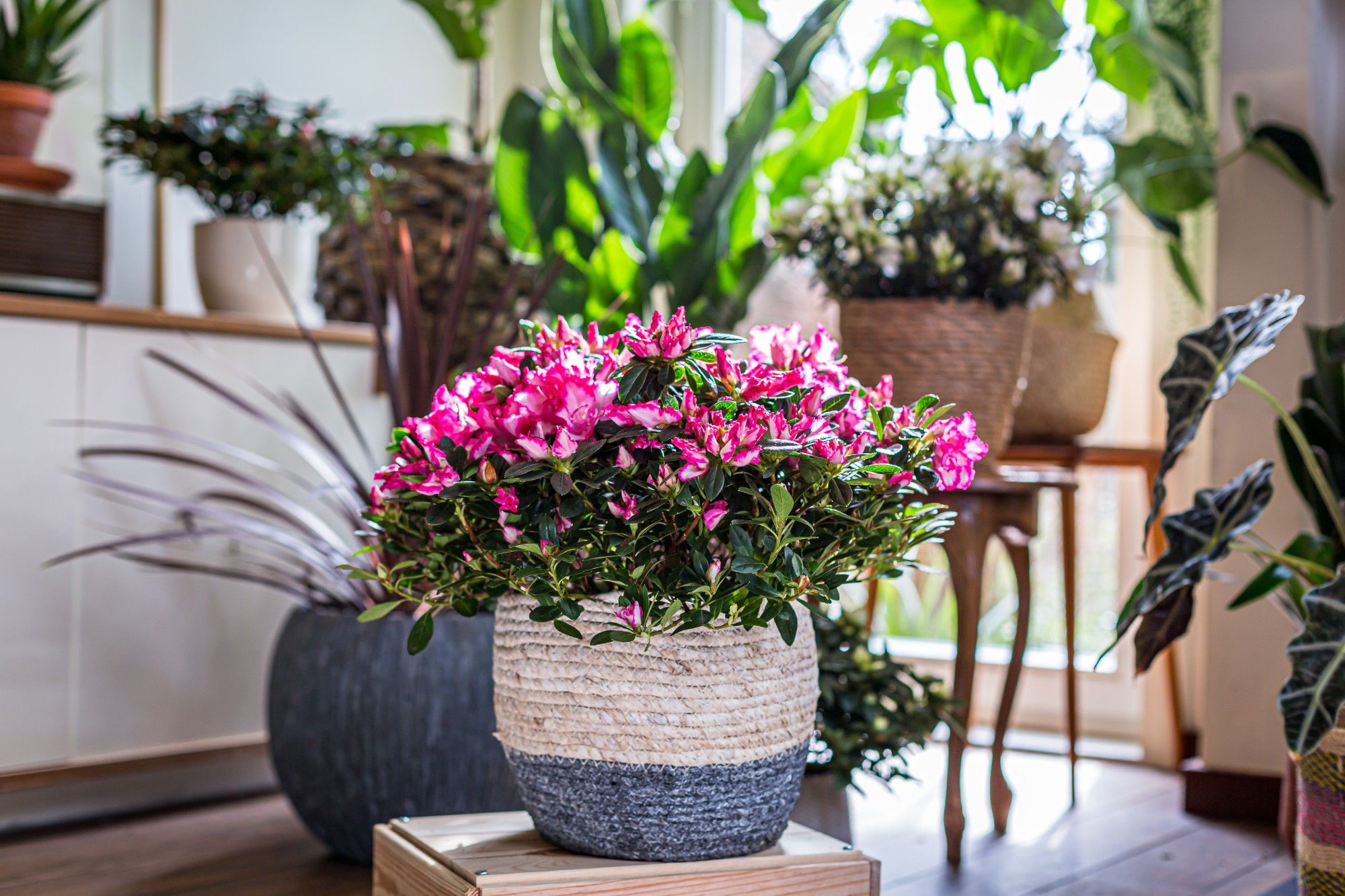Rhododendron (Simsii Grp) 'Sachsenstern' | Hamiplant