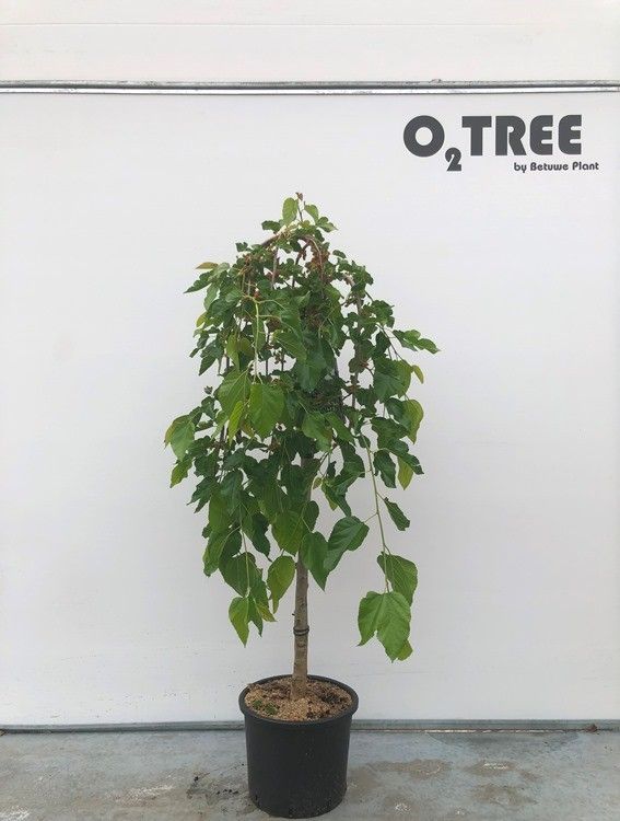 Morus alba 'Pendula' stam