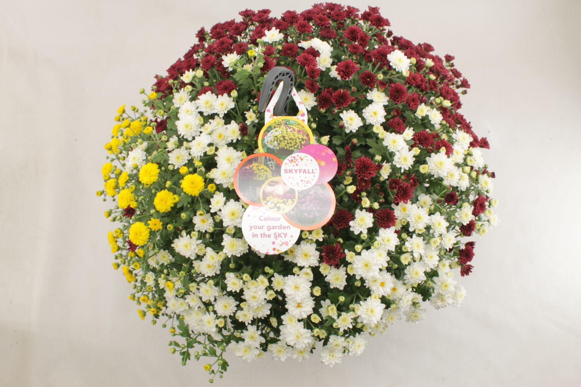 Chrysanthemum Skyfall yellow, white red