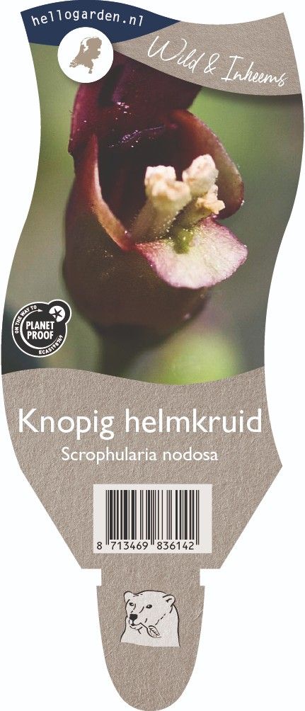 Scrophularia nodosa