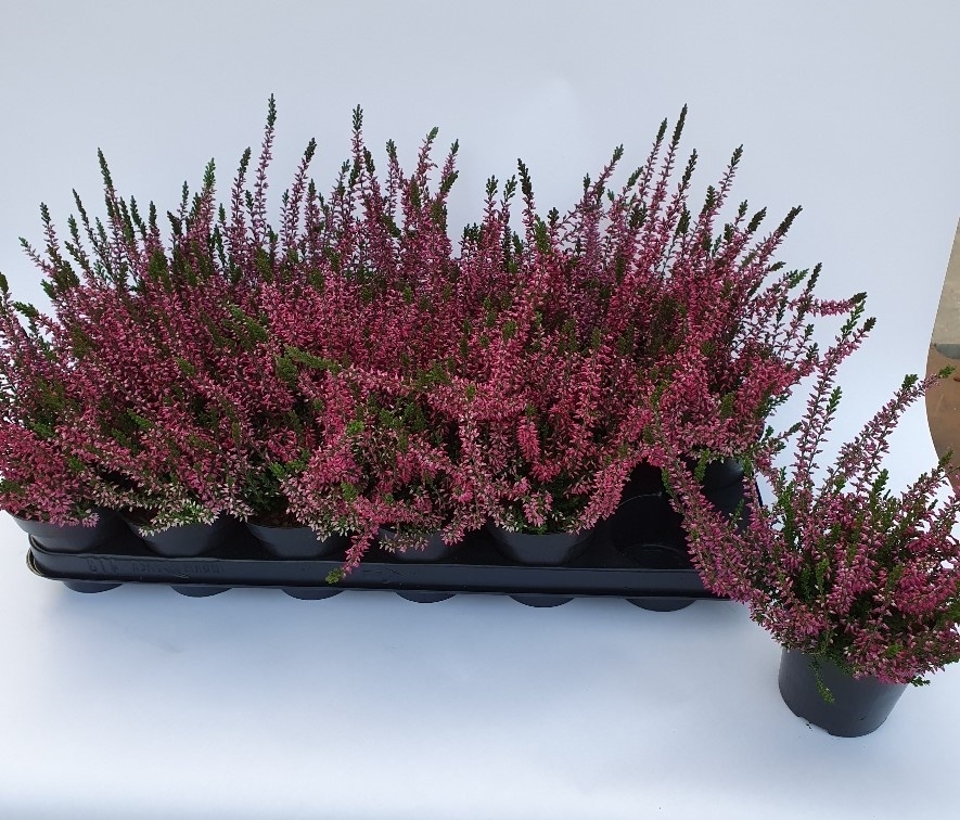 Calluna vulgaris