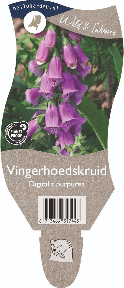 Digitalis purpurea