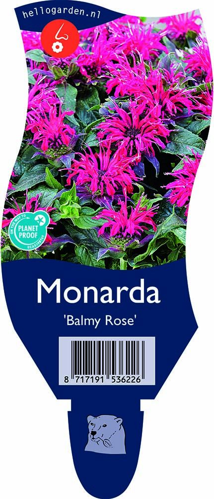 Monarda Balmy Rose ('Balbalmose')
