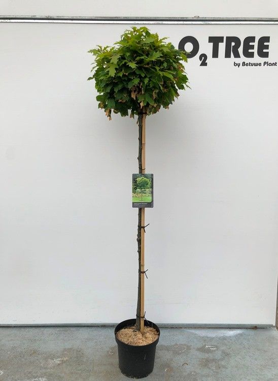 Quercus palustris 'Green Dwarf' stam