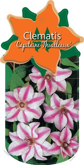 Clematis 'Capitaine Thuilleaux'