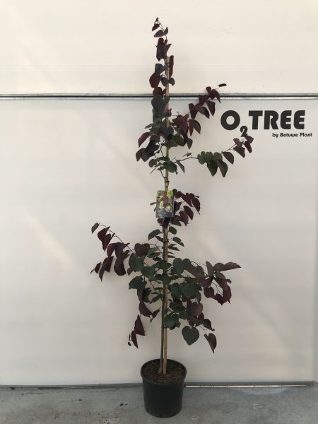 Cercis canadensis 'Merlot' beveerd