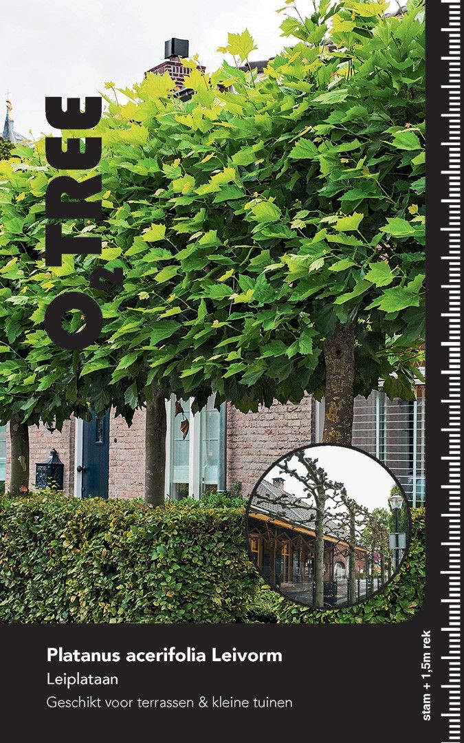 Platanus acerifolia CO 35 HT Leivorm vierkant