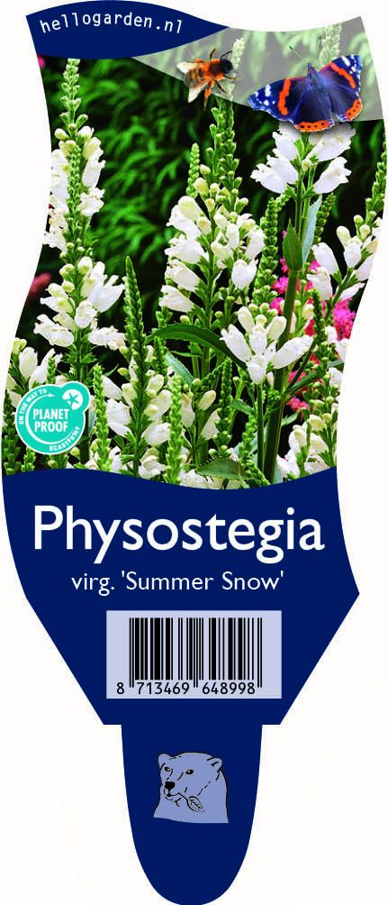 Physostegia virginiana 'Summer Snow'