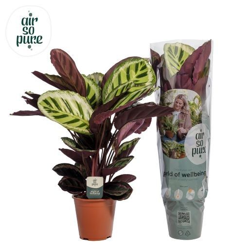 Calathea Angela Air so Pure