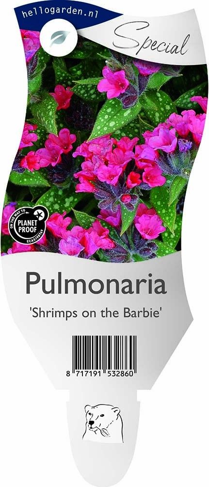 Pulmonaria 'Shrimps on the Barbie'