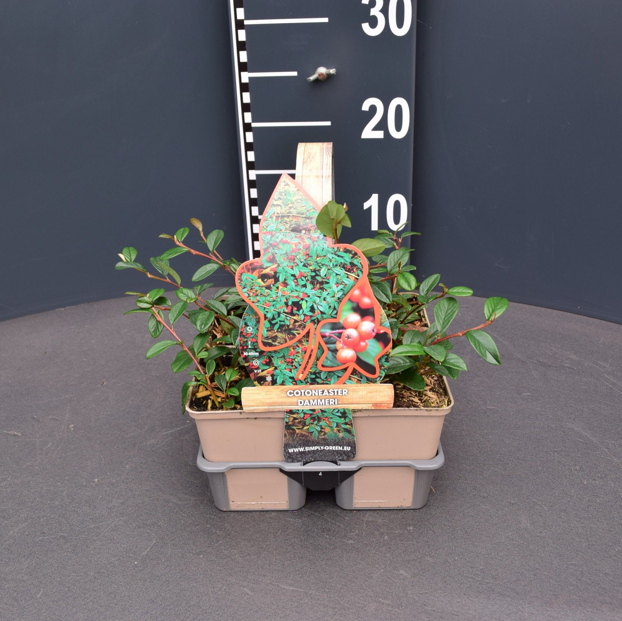 Cotoneaster dammeri 4 pack