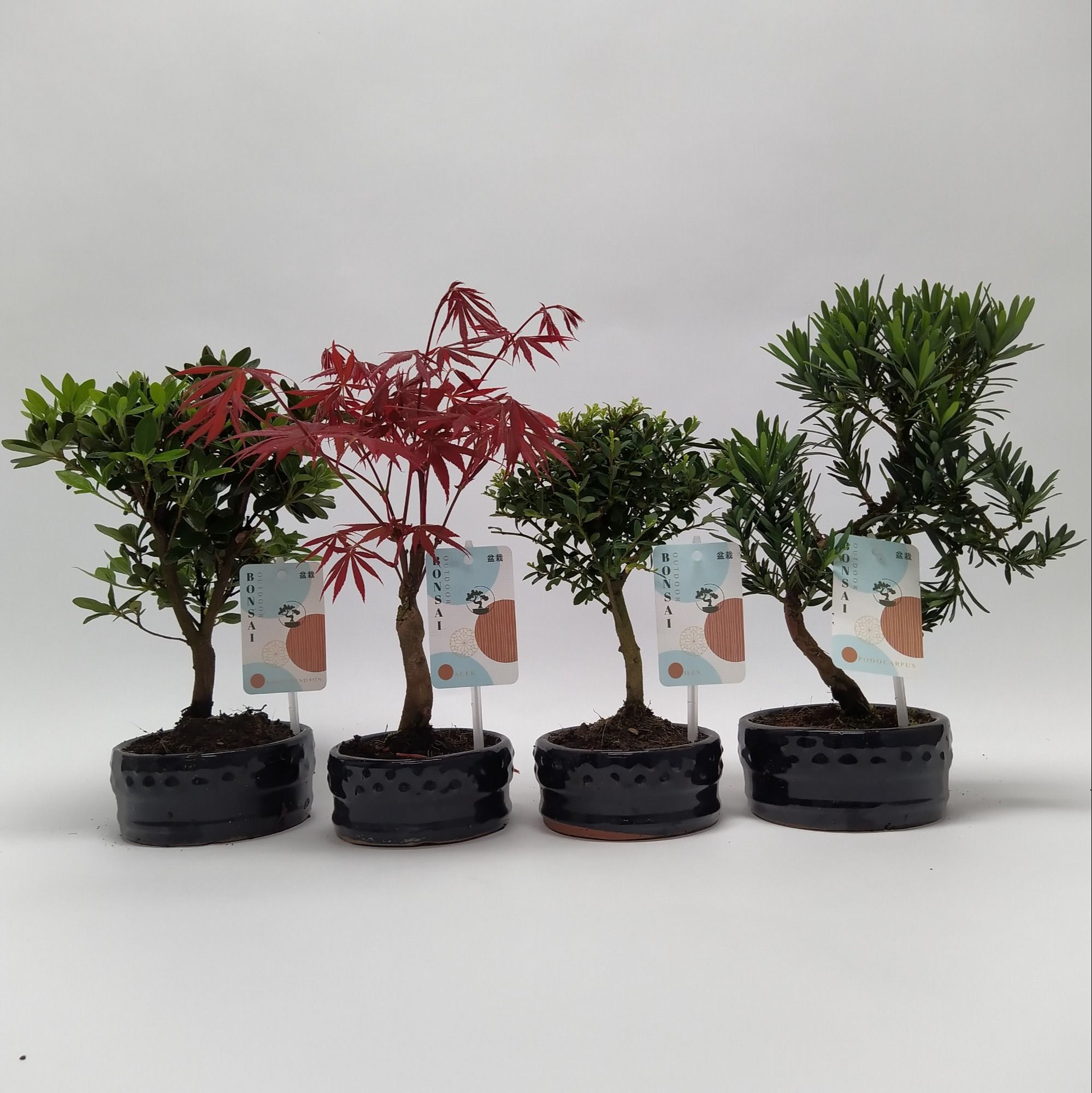 bonsai einsteiger set Deluxe Mini Bonsai Starter Kit