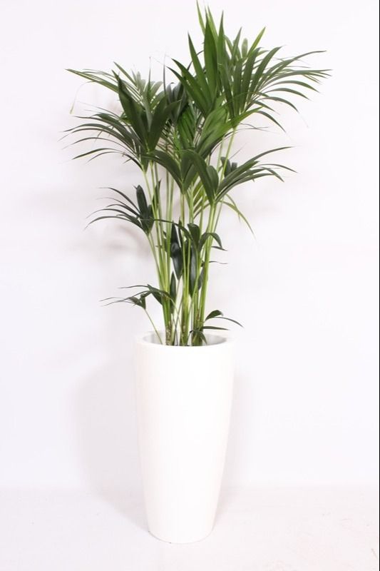 Howea Forsteriana in Santorini pot "wit"