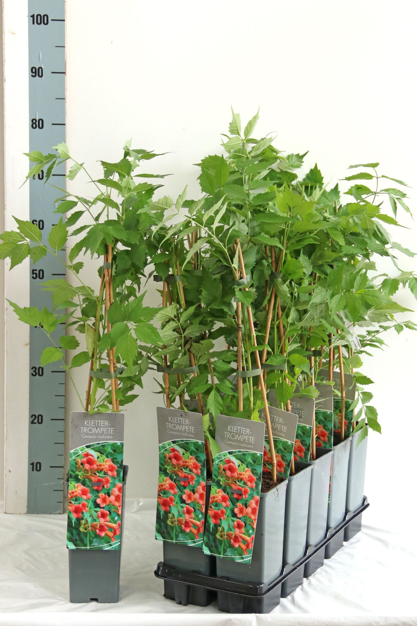 Campsis radicans