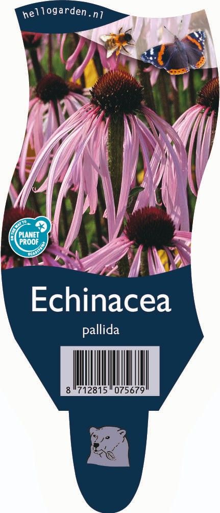 Echinacea pallida