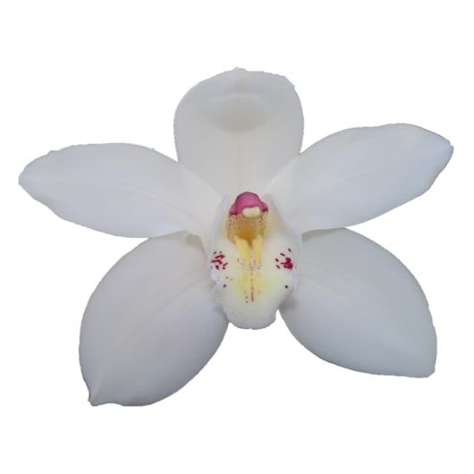 Cymb T Early White
