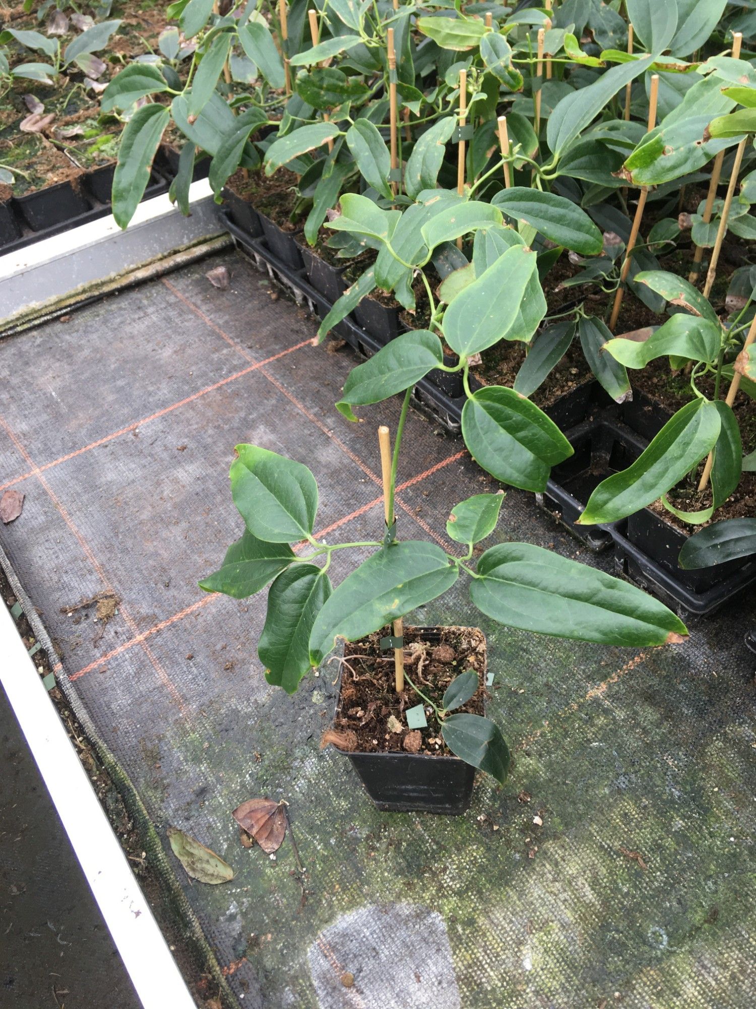 Clematis armandii MIX