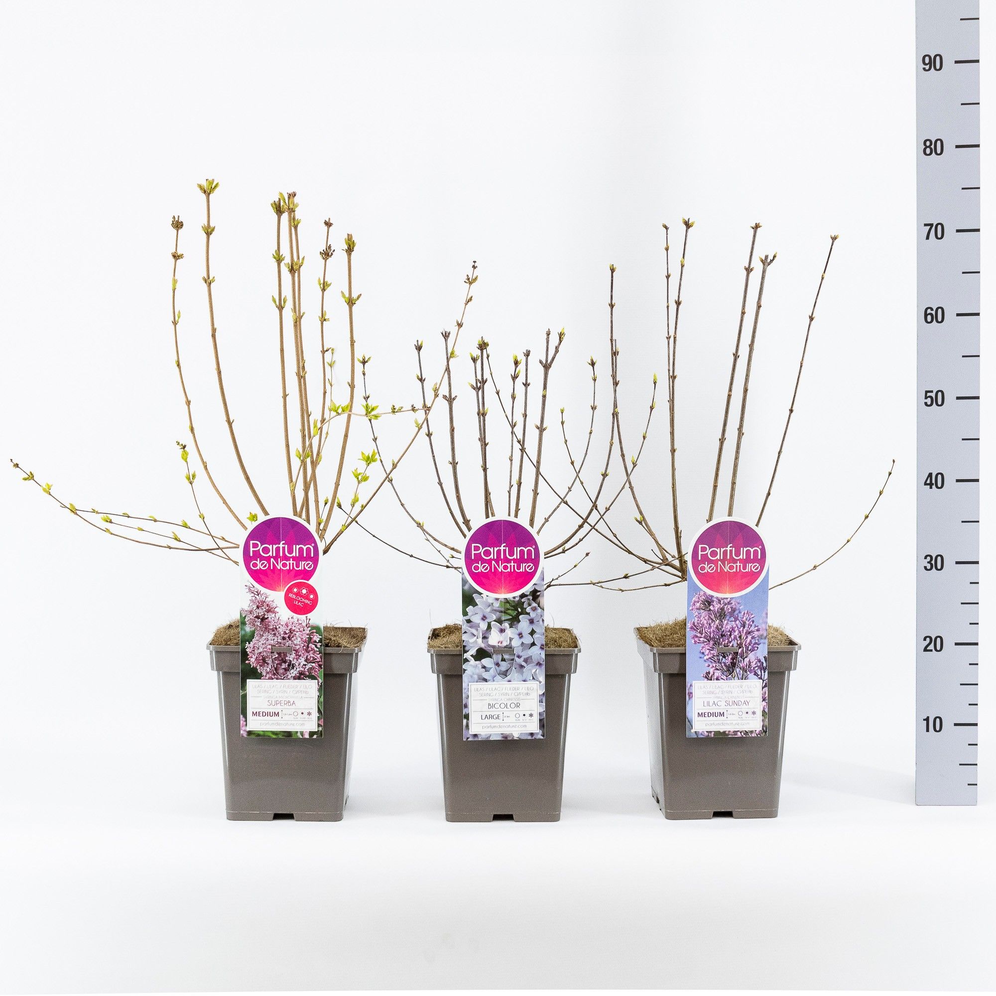 Syringa Botanisch mix