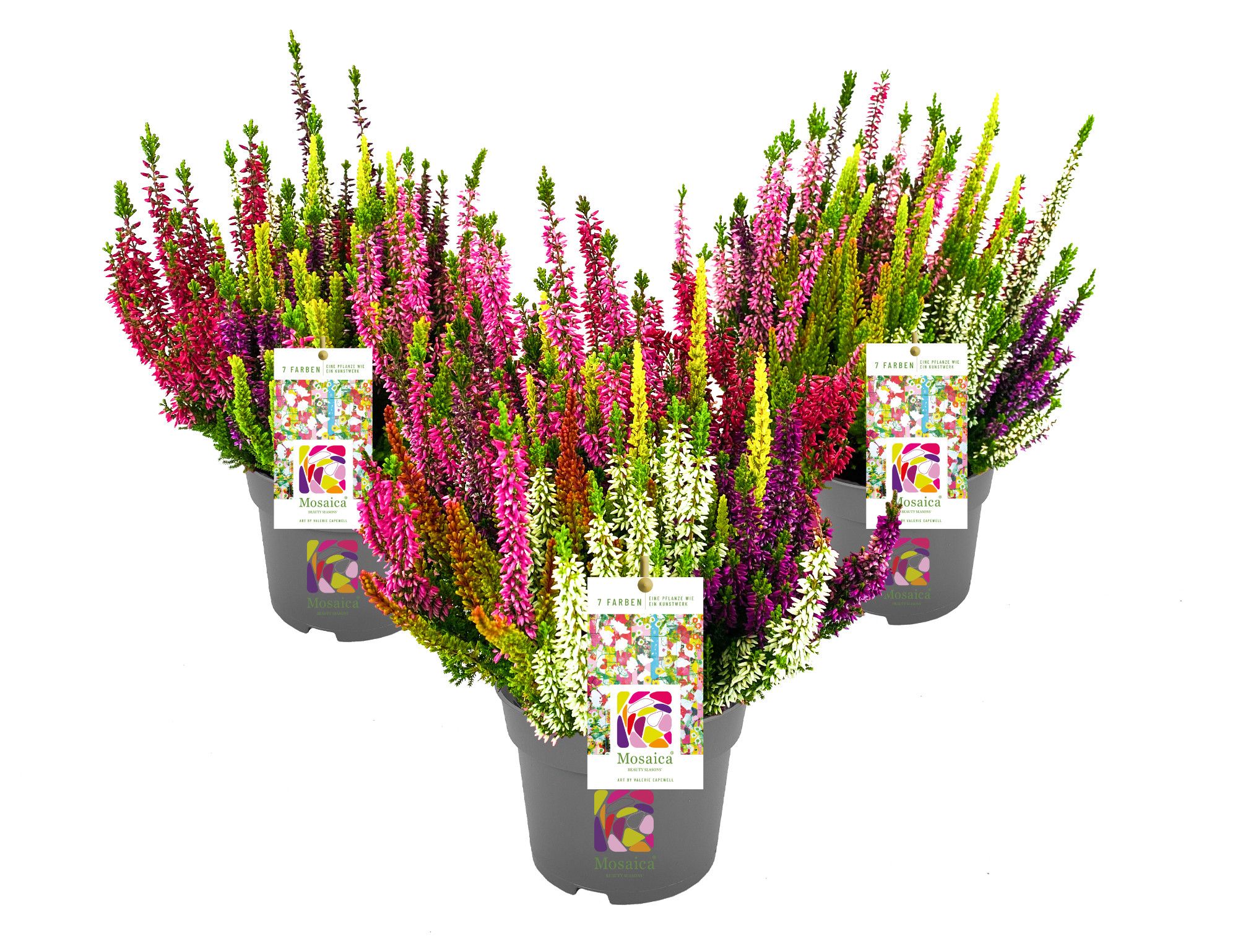 Calluna vulgaris Beauty Ladies Mosaica in