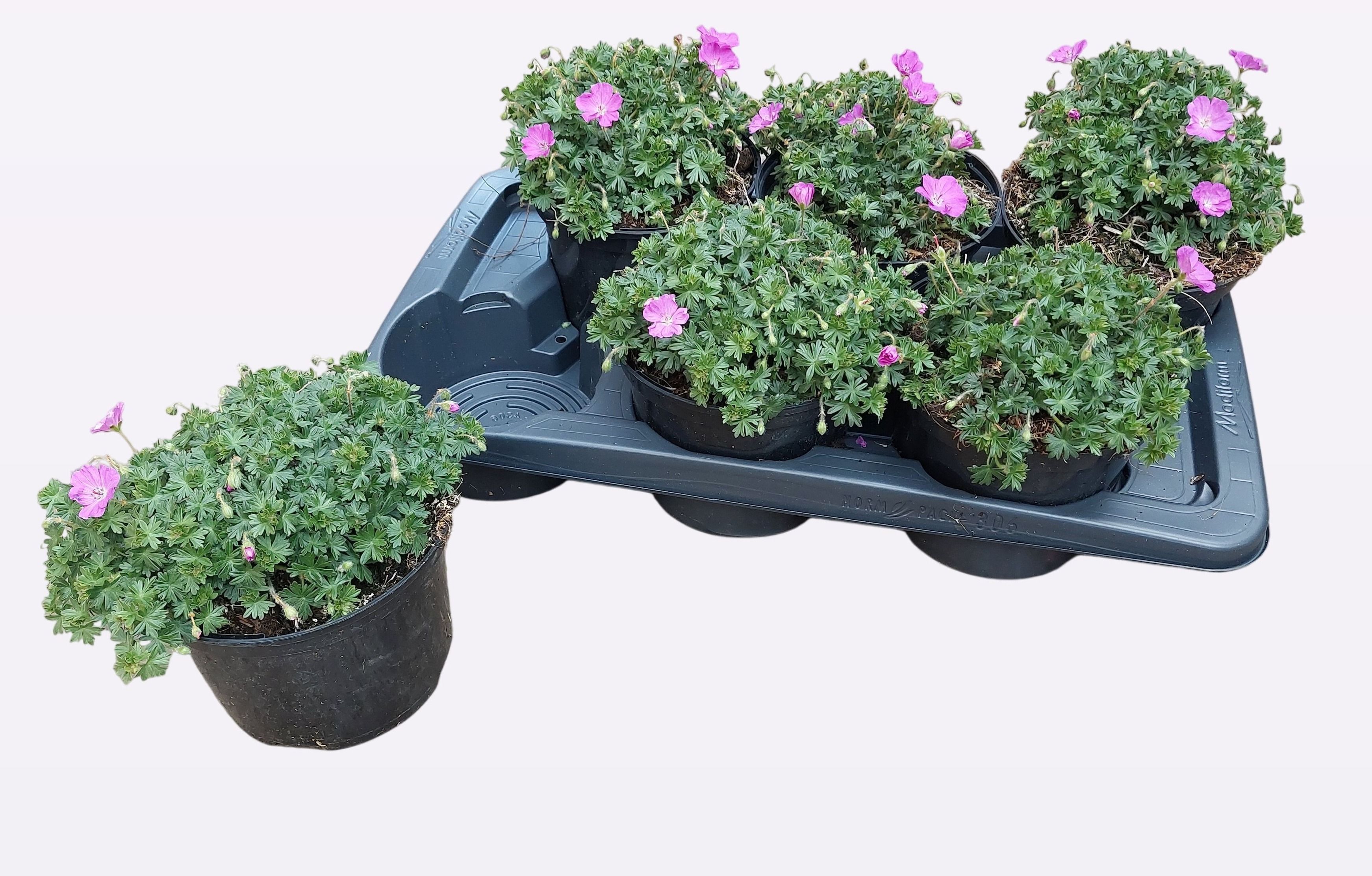 Geranium sanguineum 'Max Frei'